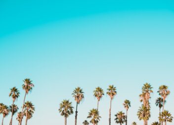 Row of tall palm trees under a clear, cloudless blue sky.