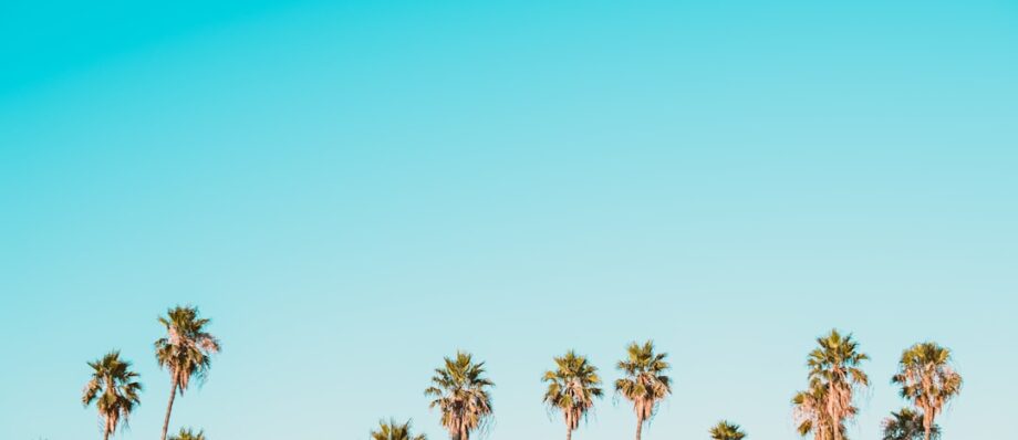 Row of tall palm trees under a clear, cloudless blue sky.